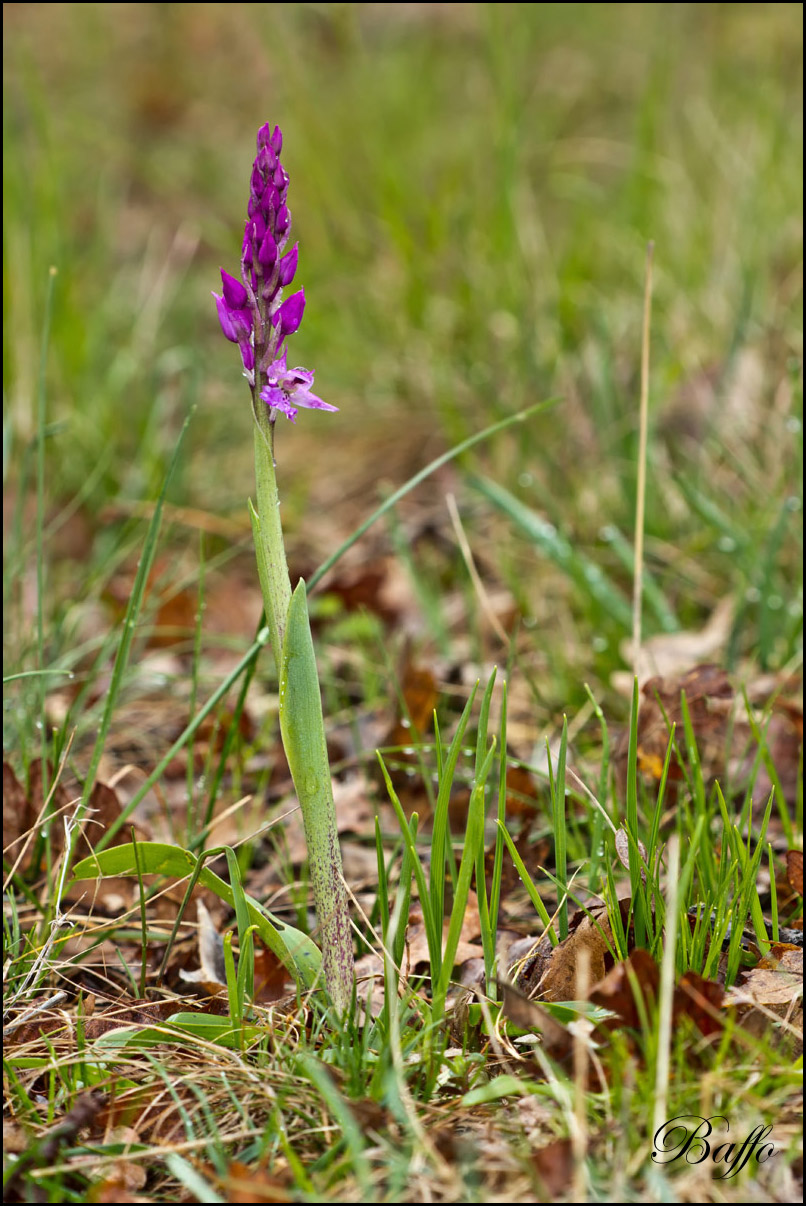 Orchis mascula subsp. speciosa